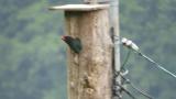Oriental Dollarbird in nestbox