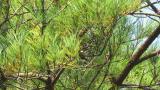 Red Crossbill eating a pine cone