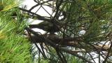 Red Crossbill eating a pine cone