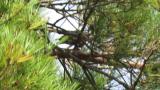 Red Crossbill eating a pine cone