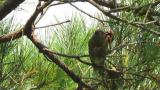 Red Crossbill eating a pine cone