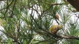 Red Crossbill eating a pine cone