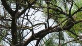 Red Crossbill plucking a pine cone