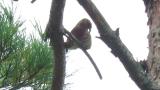 Red Crossbill eating a pine cone