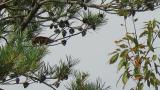 Red Crossbill, bill cleaning after eating