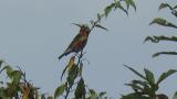 Perched Red Crossbill