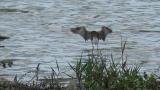 Foraging Bar-tailed Godwit