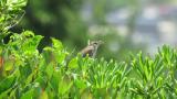 Singing Styan's Grasshopper Warbler
