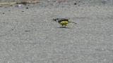 Grey Wagtail eating insect