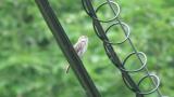 Juvenile Asian Brown Flycatcher