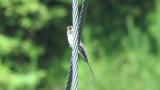 Juvenile Ashy Minivet