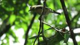 Foraging juvenile Japanese tit