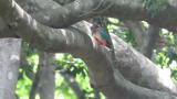 Fairy Pitta carrying food