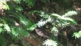 Japanese Thrush
