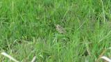 Eurasian Skylark on the ground