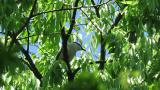 Azure-winged Magpie