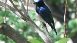 Male Blue-and-white Flycatcher