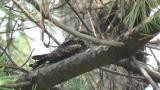 Resting Grey Nightjar