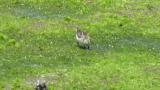 Foraging Red-necked Stint