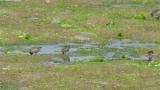 Foraging Red-necked Stints