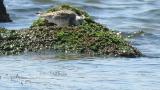Foraging Great Knots