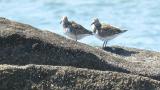 Foraging Great Knots