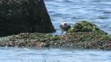 Foraging Great Knot