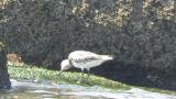 Foraging Great Knot