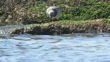 Foraging Great Knots