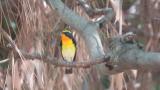 Male Narcissus Flycatcher