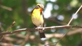 Male Narcissus Flycatcher