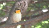 Male Narcissus Flycatcher.  Unusual plumage.