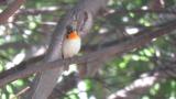 Male Narcissus Flycatcher.  Unusual plumage.