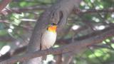 Male Narcissus Flycatcher.  Unusual plumage.