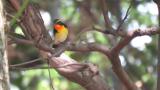 Male Narcissus Flycatcher