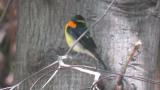 Male Narcissus Flycatcher