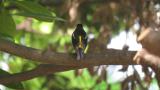Male Narcissus Flycatcher