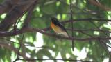 Male Narcissus Flycatcher