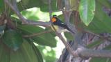 Male Narcissus Flycatcher