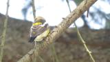 Male Narcissus Flycatcher