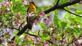 Male Narcissus Flycatcher
