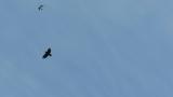 Common Kestrel mobbed by crows