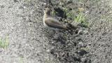 Oriental Pratincole