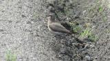 Oriental Pratincole