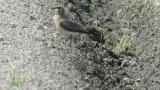 Oriental Pratincole, foraging