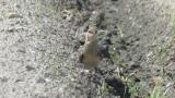 Oriental Pratincole