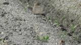 Oriental Pratincole fluffed up