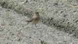 Oriental Pratincole, foraging and walking