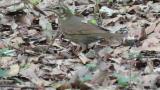 Foraging female Siberian Thrush
