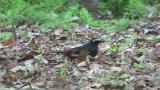 Foraging male Siberian Thrush